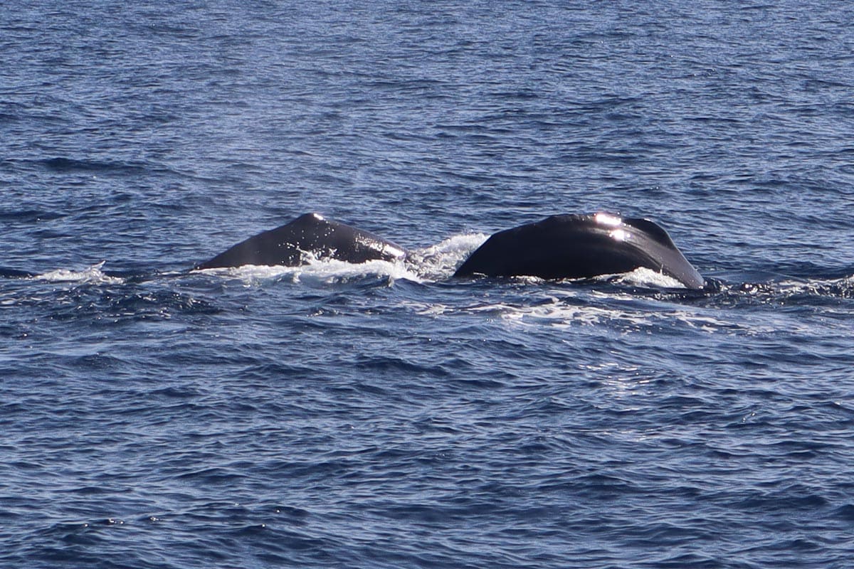 Several sperm whales in Dominica