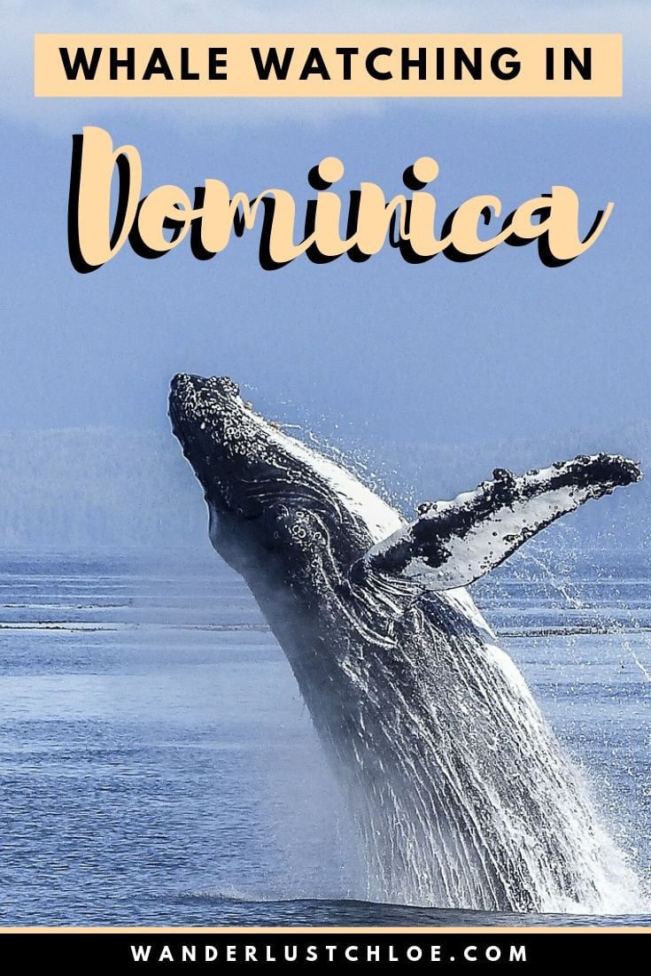 Whale Watching In Dominica, Caribbean