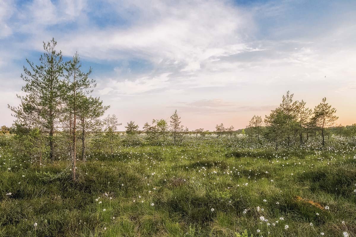 Estonian countryside