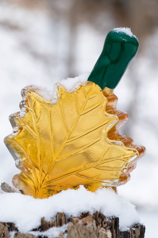 learn about maple syrup production in Montreal