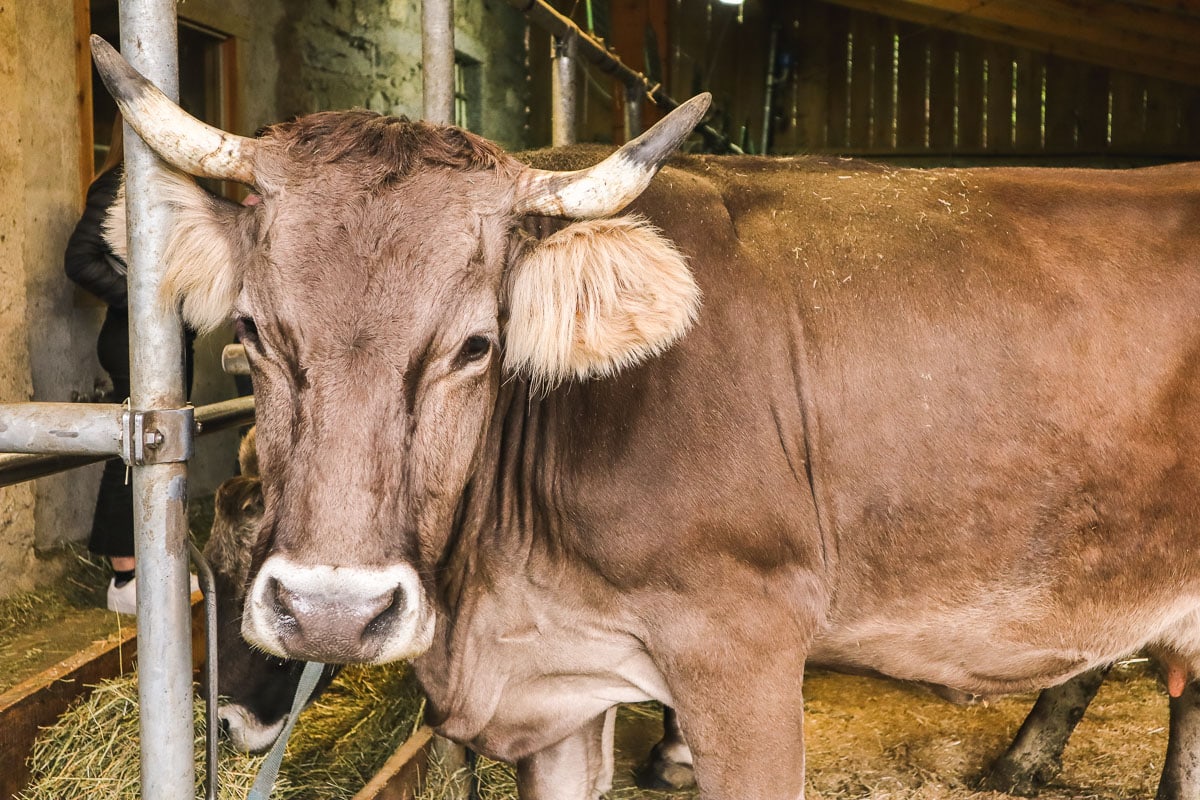 Cows at Maso Pisoni