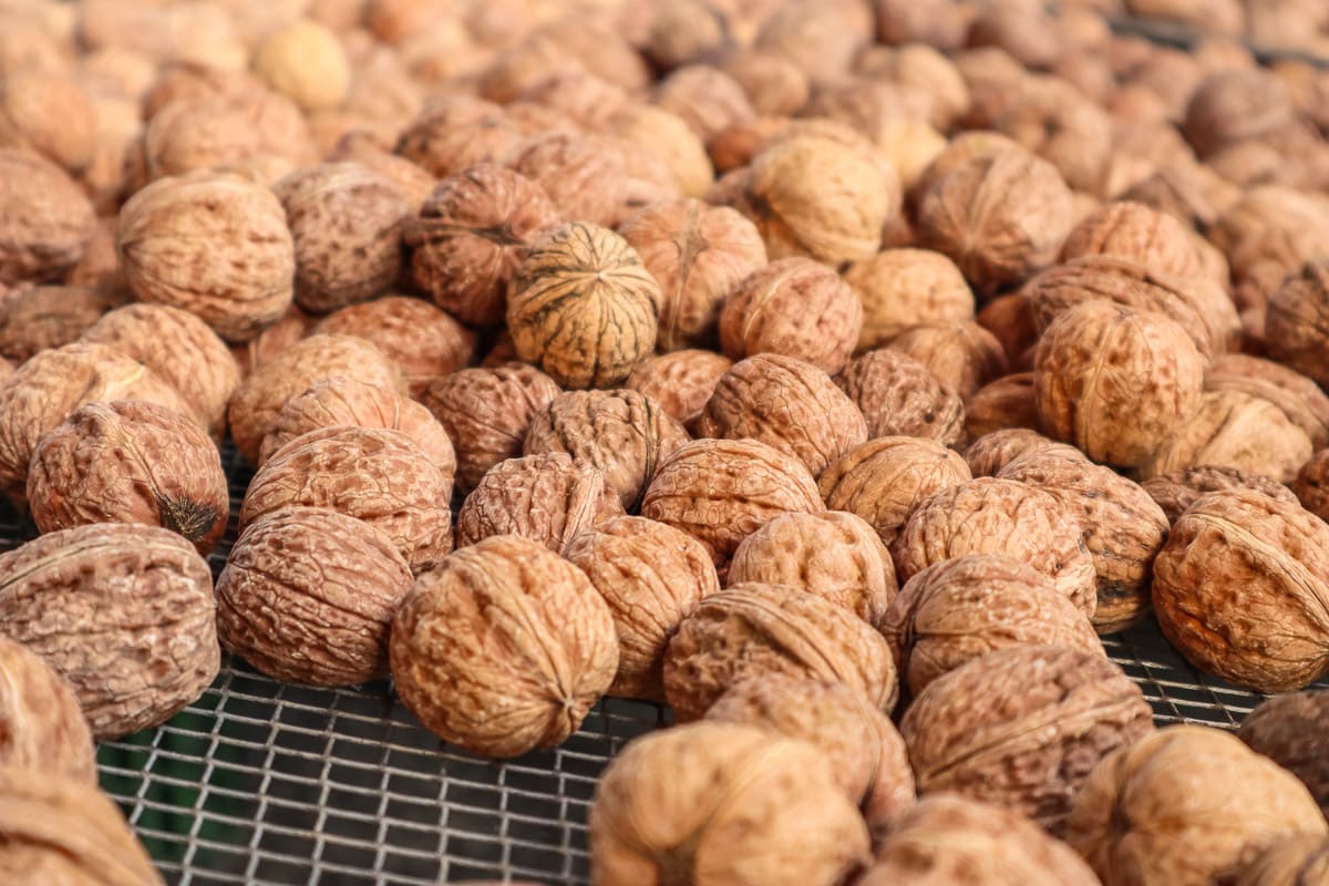 Bleggio walnuts