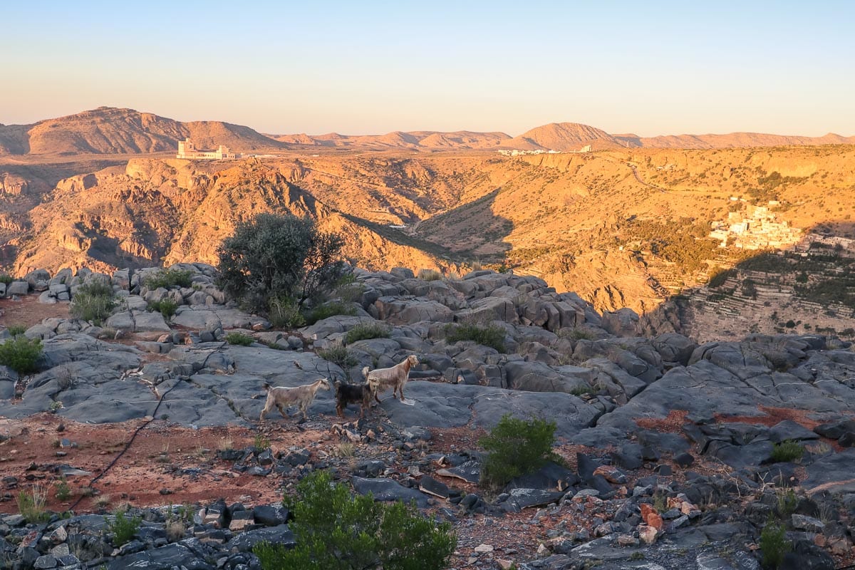 Mountain goats in the Jabal Akhdar mountains