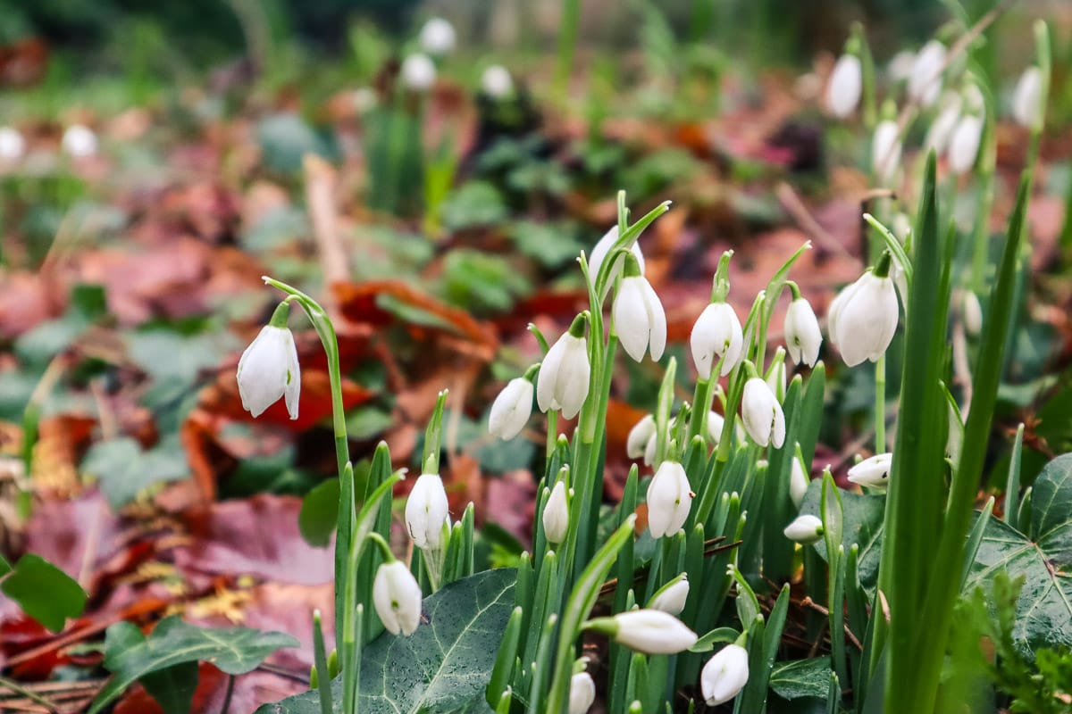 Snowdrops at Batsford Arboretum