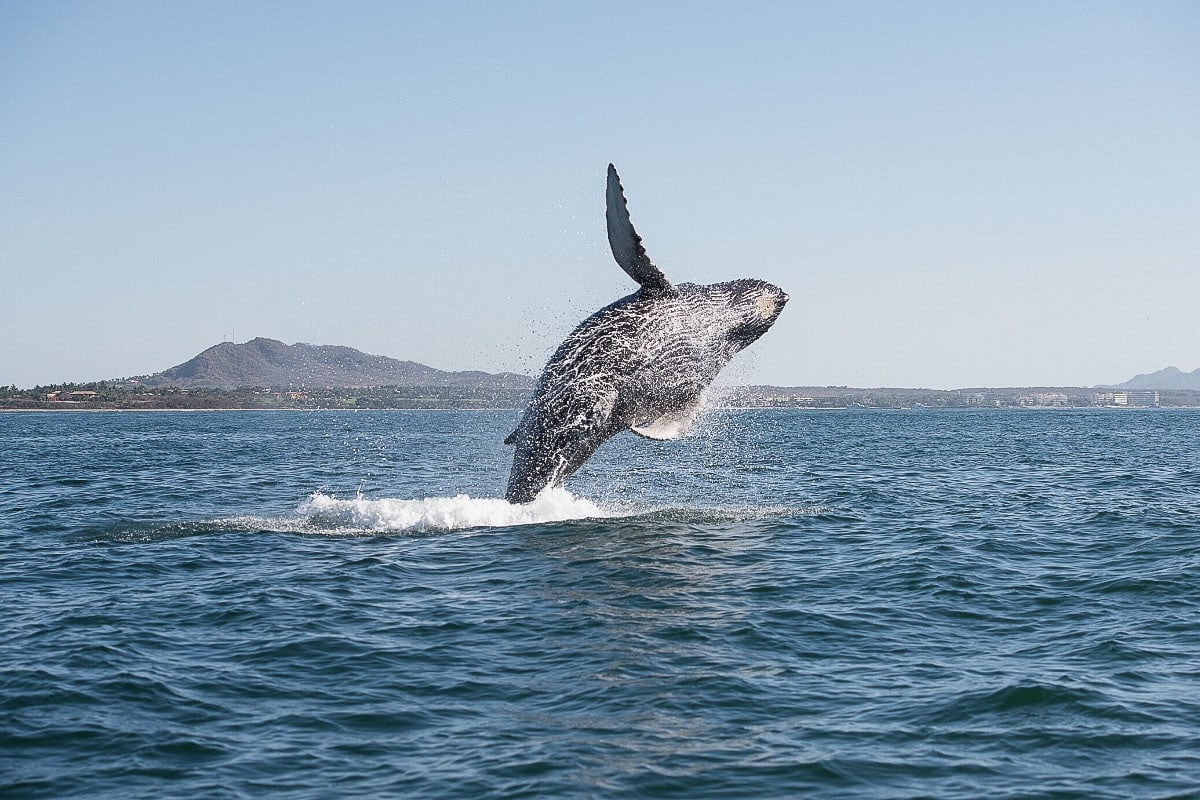 Humpack whale