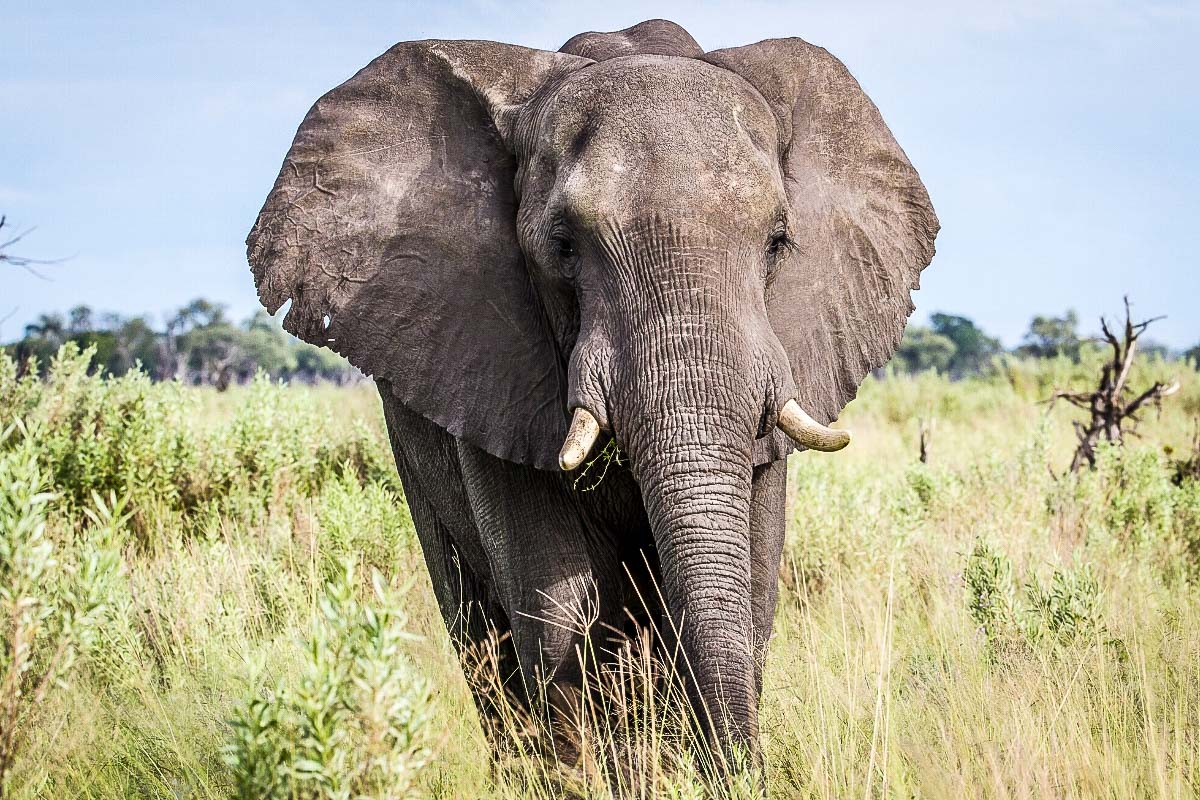 Safari in South Africa