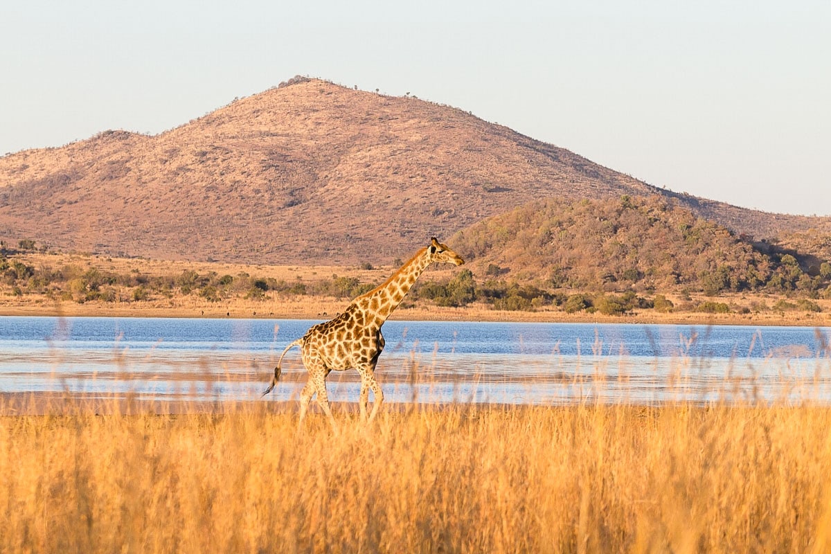 Safari in South Africa