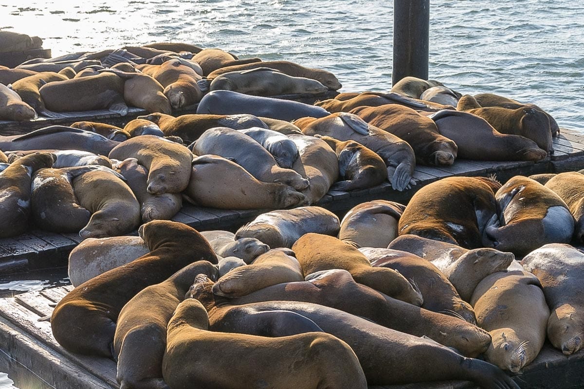 Sea lions at Pier 39, San Francisco