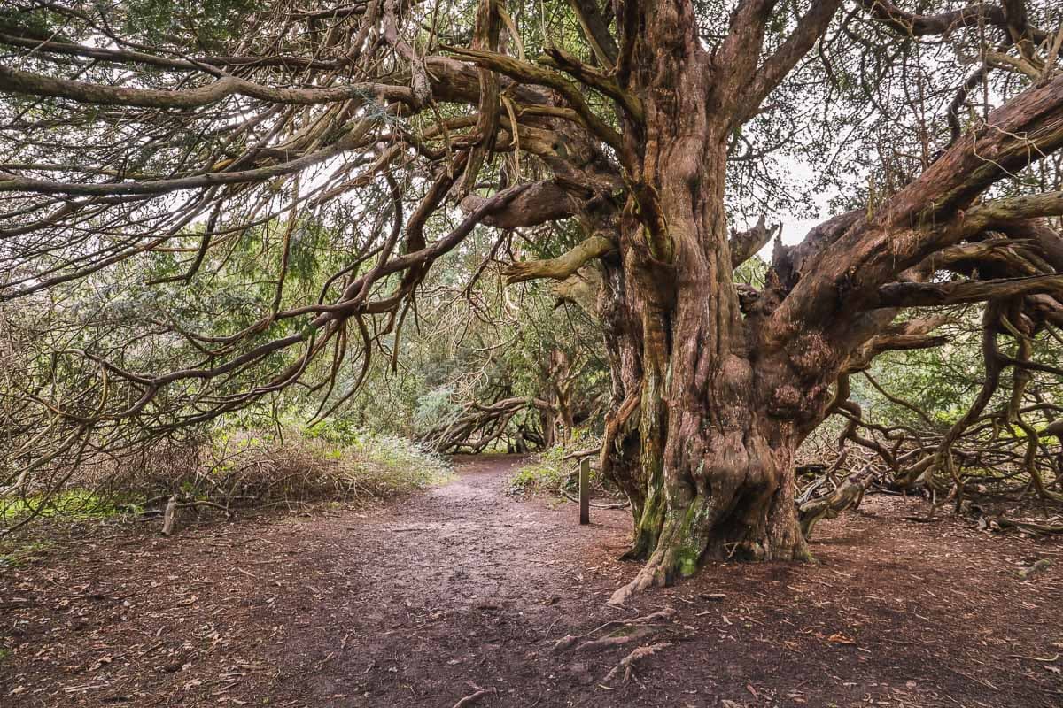 Kingley Vale's ancient yew trees