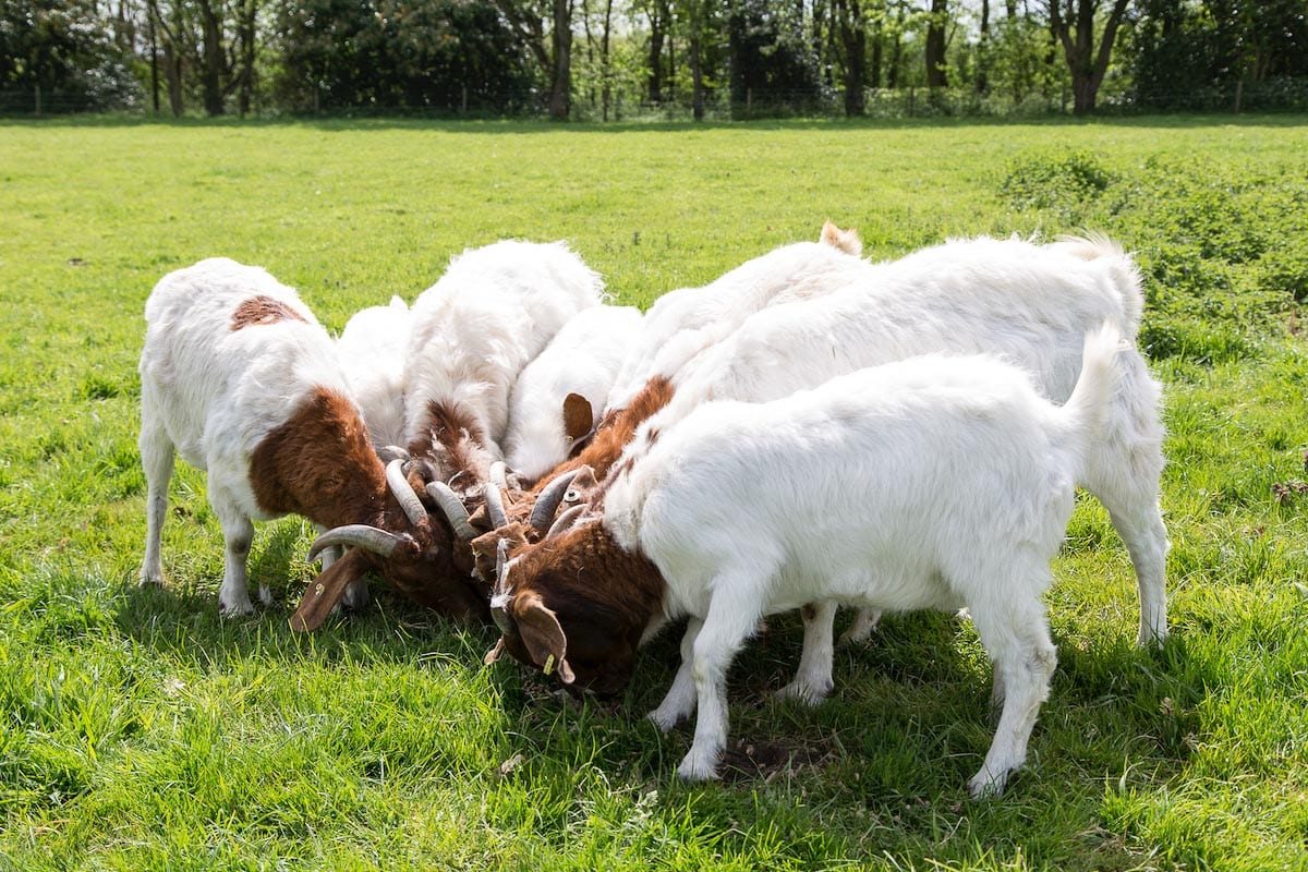 Goats at Fielding Cottage, Norfolk