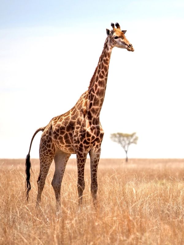 Giraffe