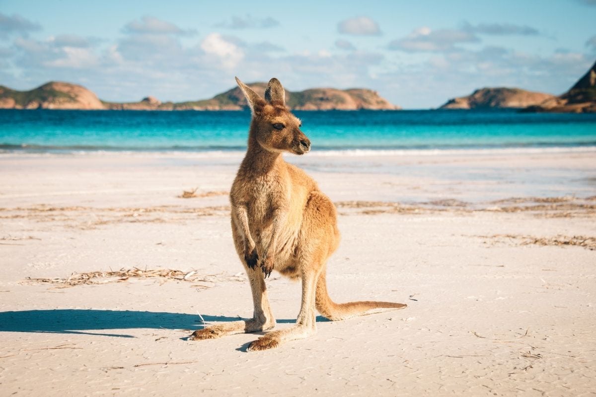 50 Animal Trivia Questions To Test Your Knowledge: 2023 Guide 50 Animal Trivia Questions To Test Your Knowledge: 2023 Guide