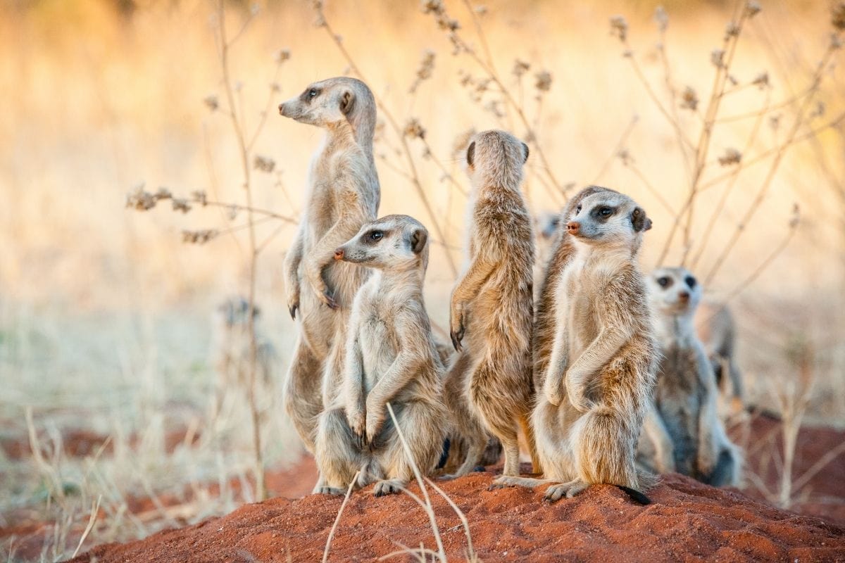 Meerkat