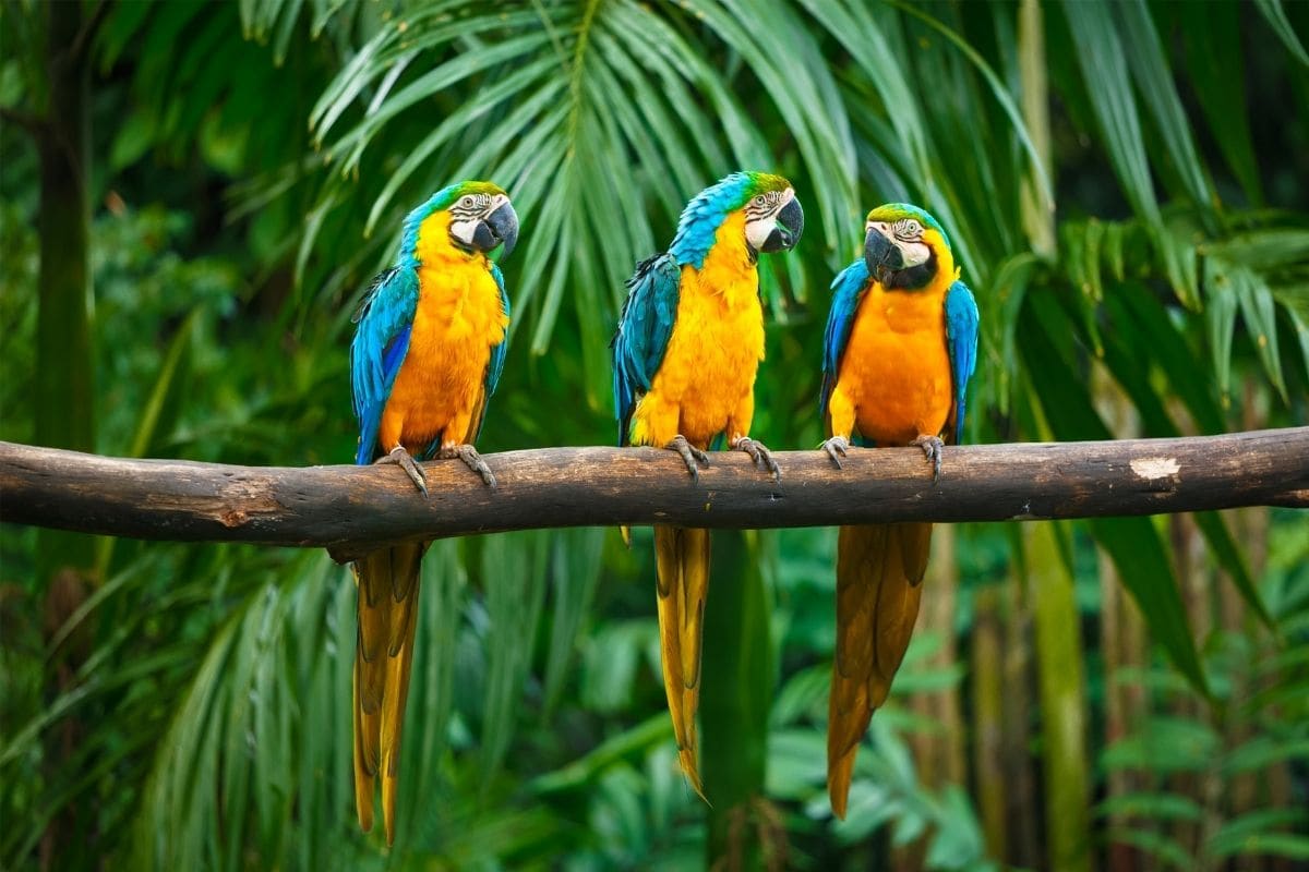 Parrots