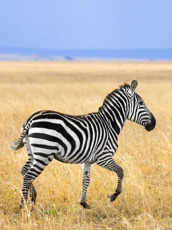 Zebra