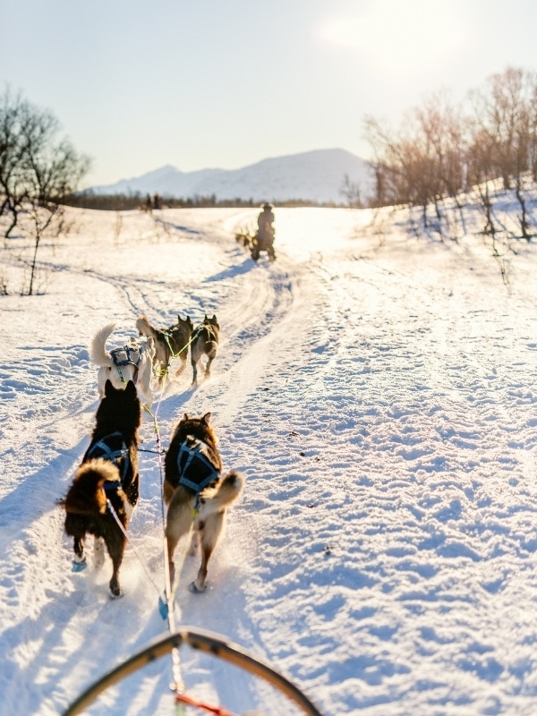 Dog sledding is one of the most popular things to do in Lake Tahoe in winter