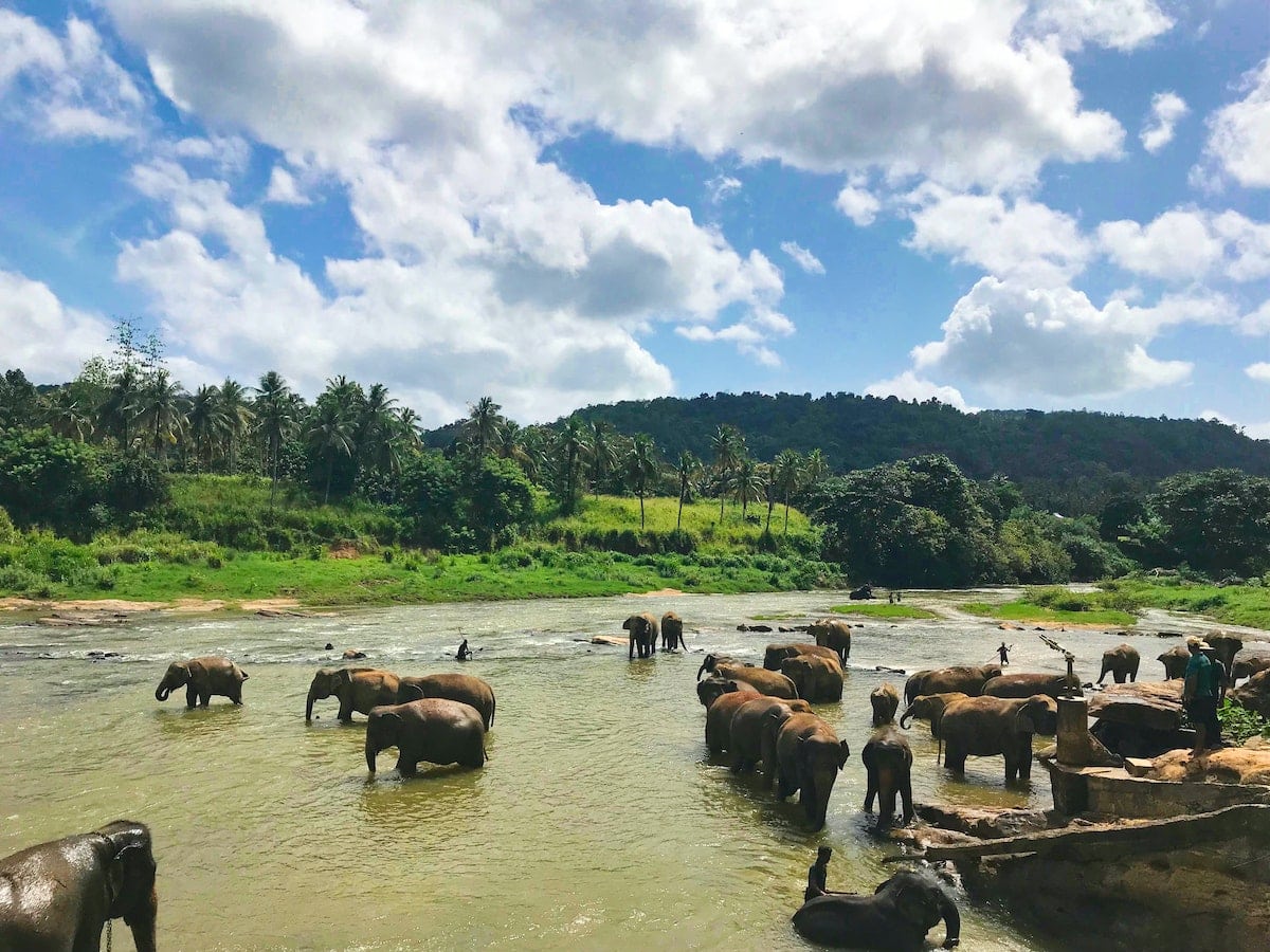 Elephants in Sri Lanka