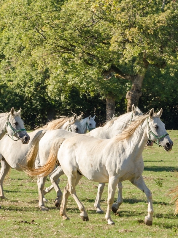 Lipizzaner horses