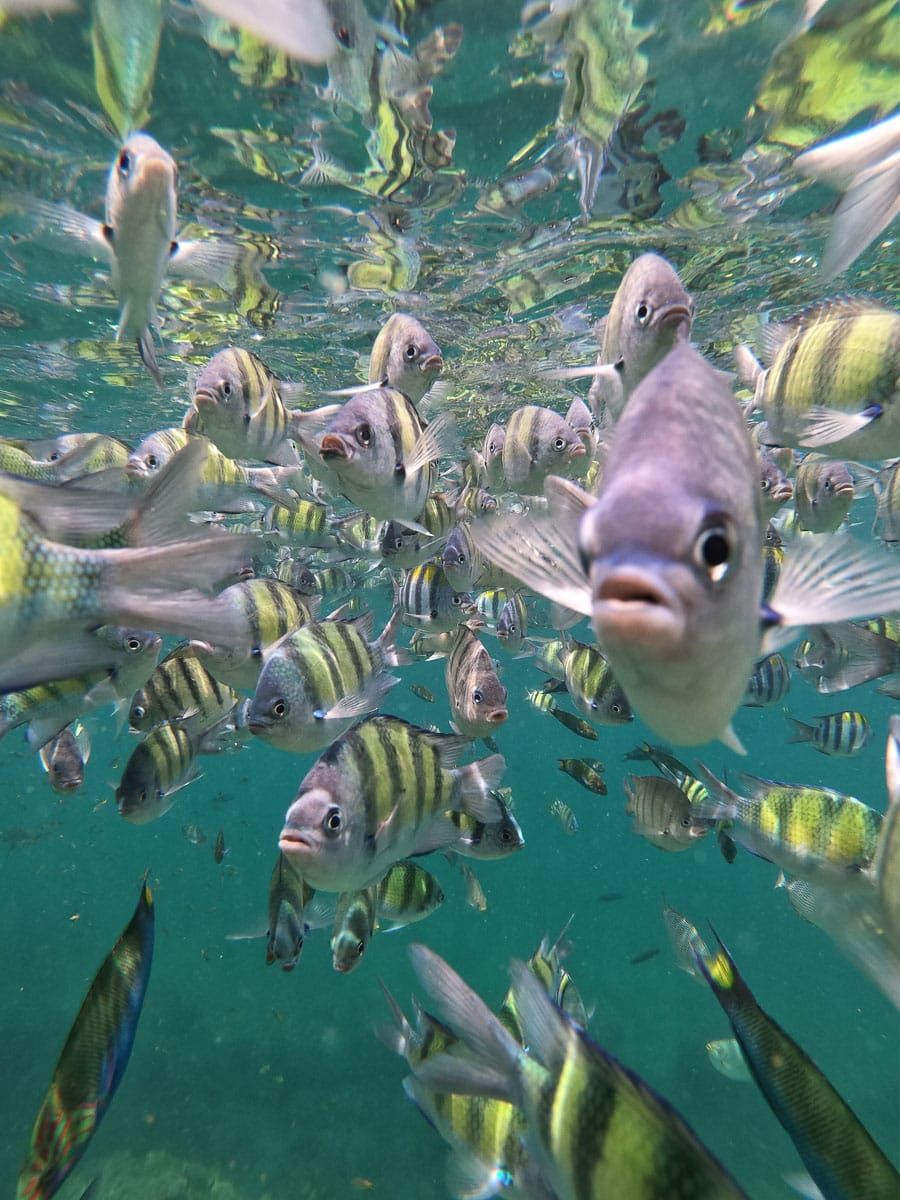 Snorkeling in Koh Lanta