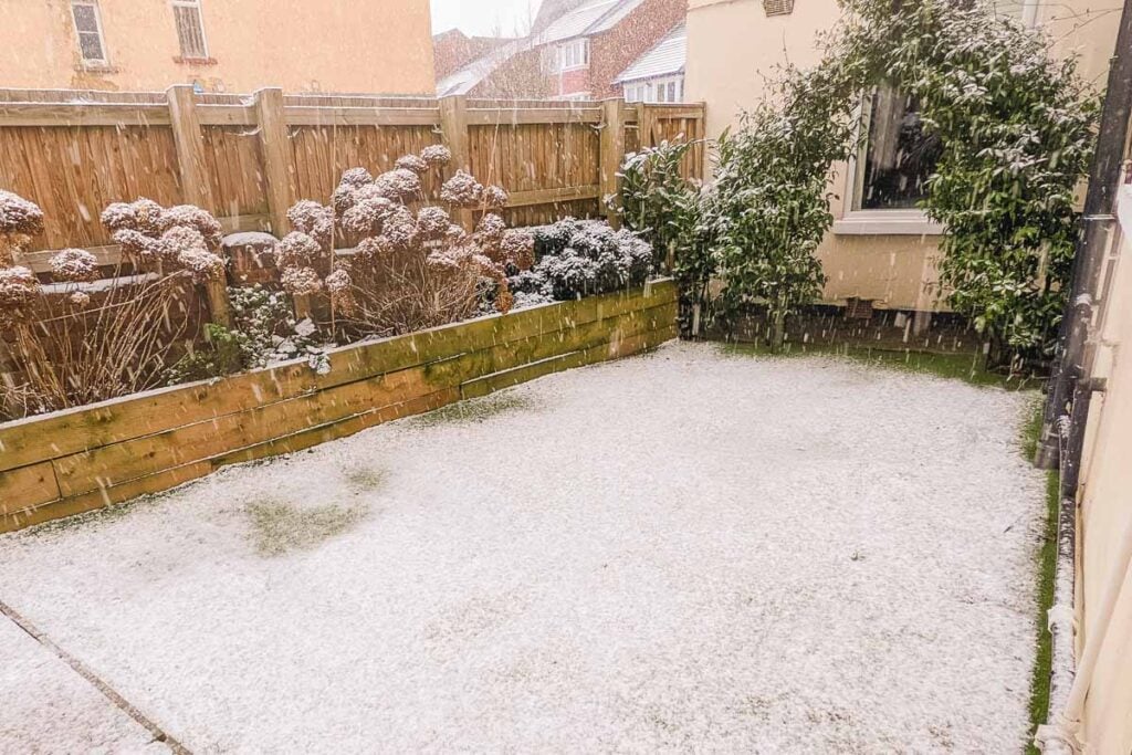 Our garden in the snow