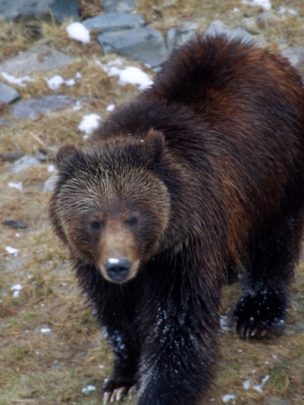 Grizzly bear in Yellowstone National Park