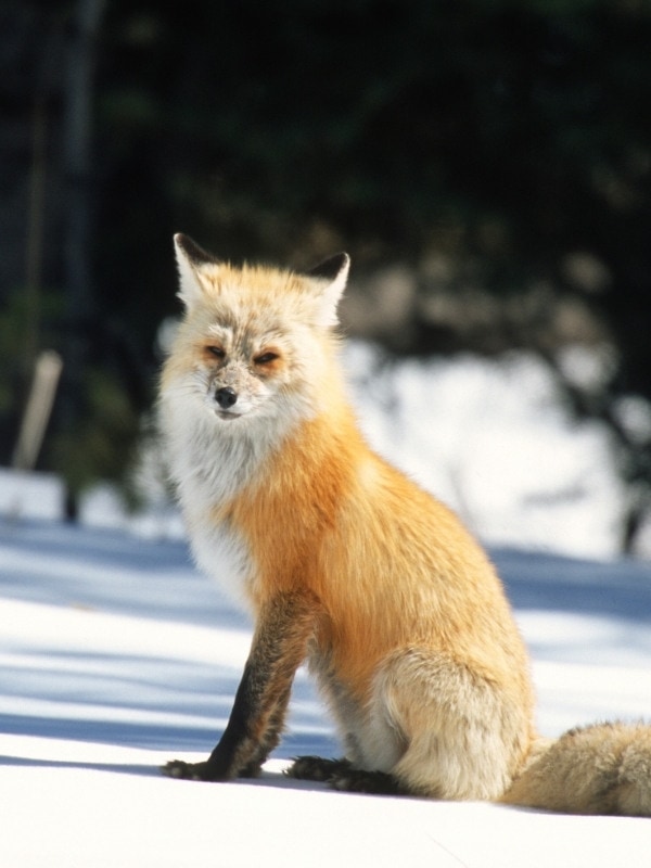 Red fox in Yellowstone National Park