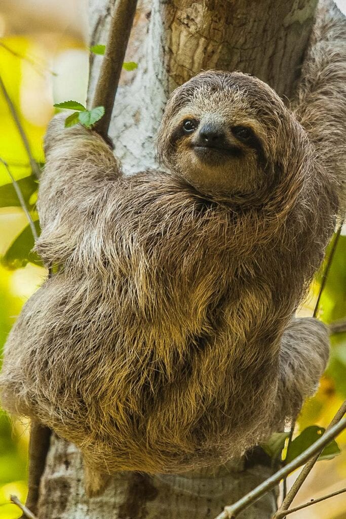 A sloth in Costa Rica