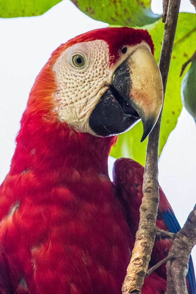 Scarlet macaw in Costa Rica