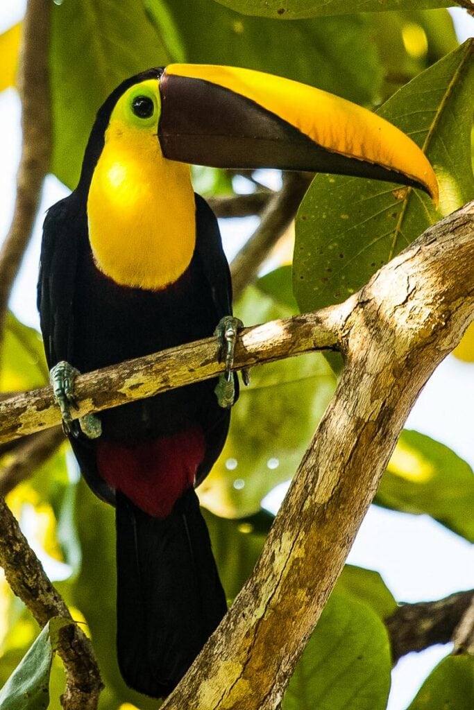 Toucan in Costa Rica