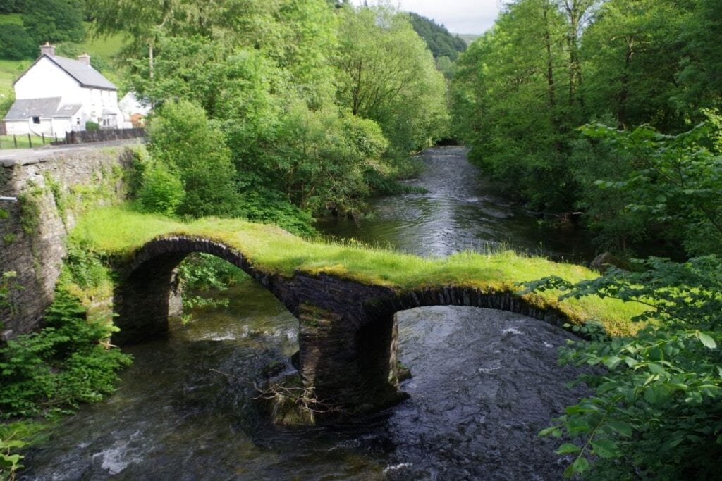 Welsh language survival experience