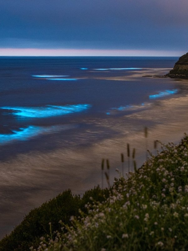 bioluminesence