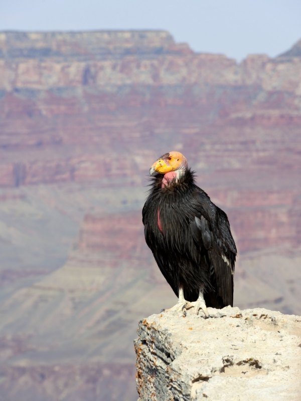 california condor