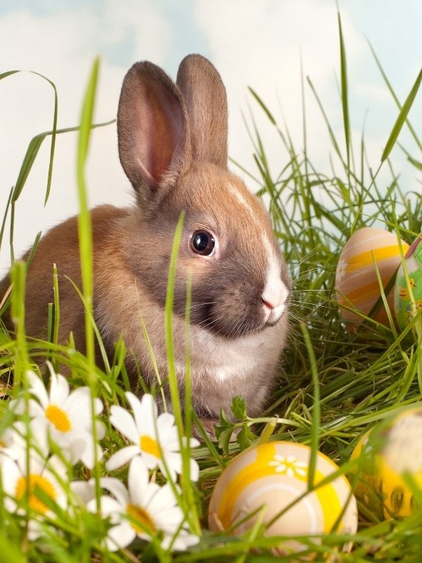 30 Fun Easter Quiz Questions And Answers 2021 Quiz