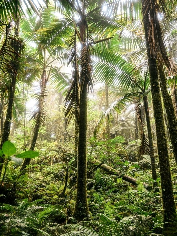 el yunque national forest puerto rico