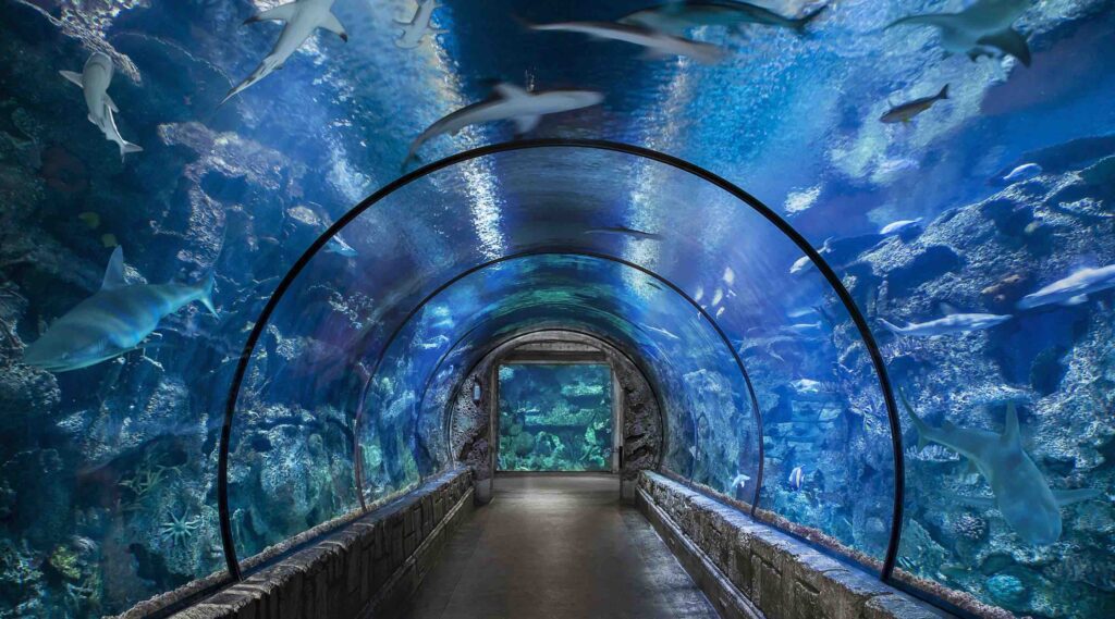 Shark Reef Aquarium in Mandalay Bay 