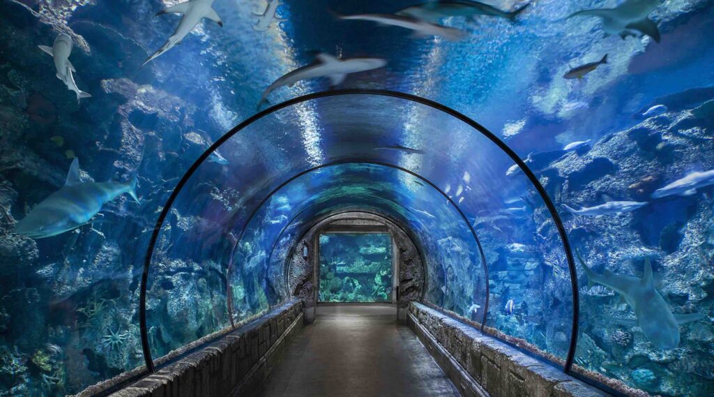 Shark Reef Aquarium în Mandalay Bay