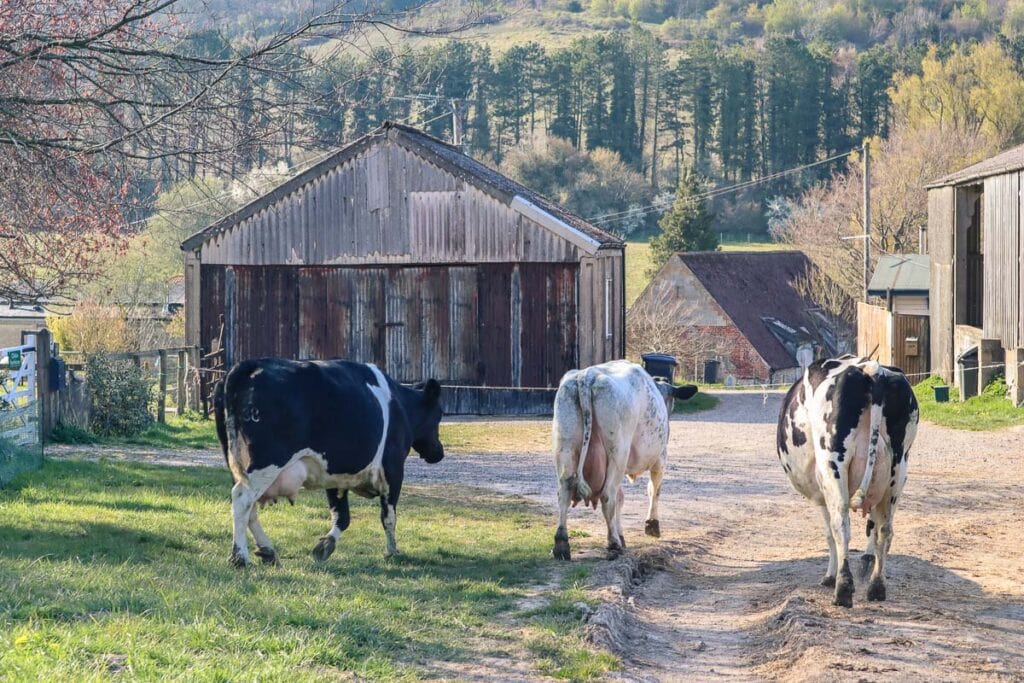 Cows at Chilton Farmyard B&B