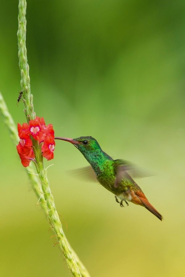 Hummingbird in Costa Rica