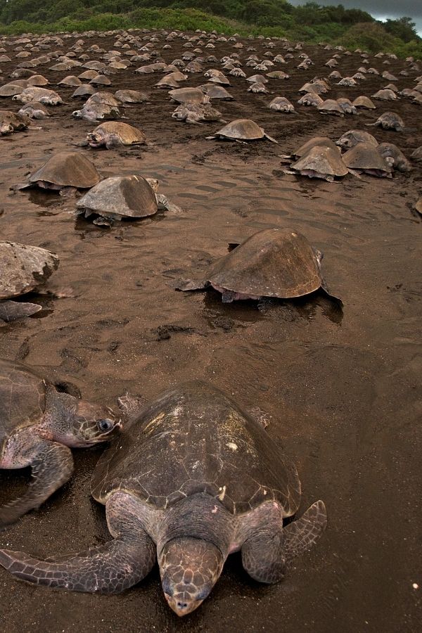 Turtles in Costa Rica