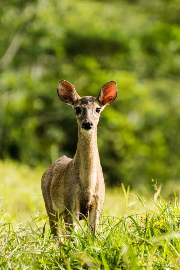 White-tailed deer