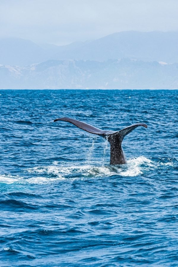 sperm whale