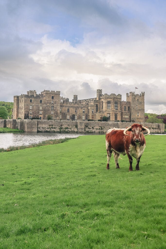 Long horn cow at Raby Castle