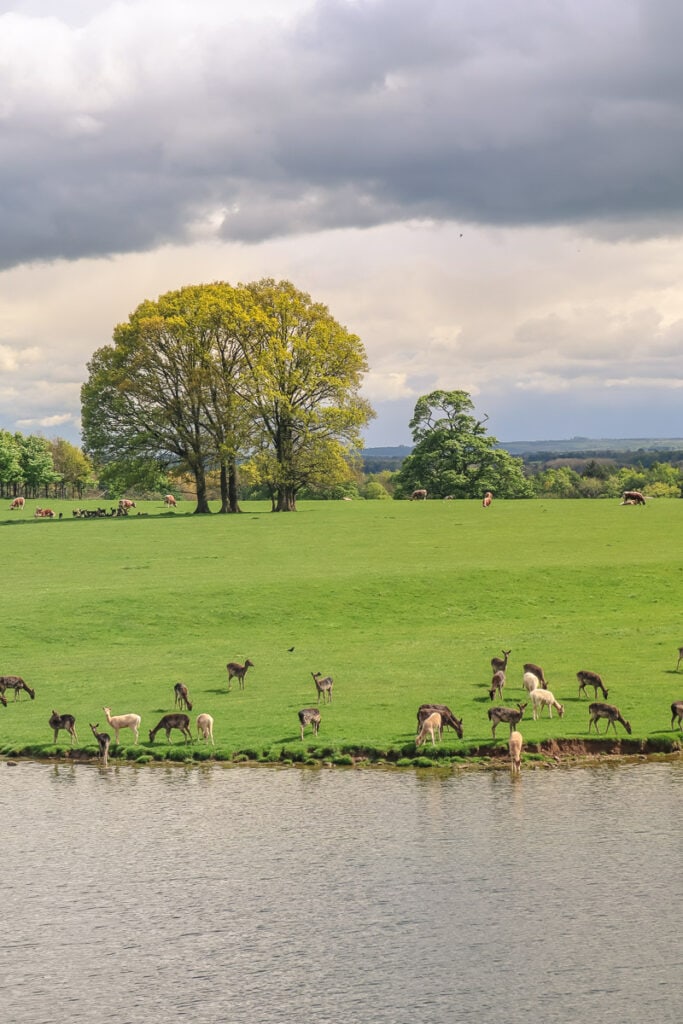 Deer grazing at Raby Castle