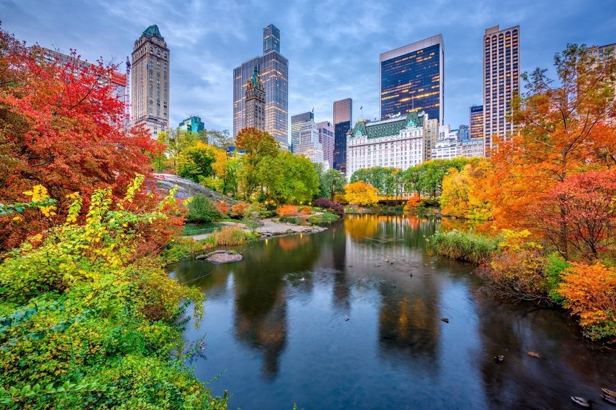 hane o benzersiz about central park Örtü tepki Tavşan