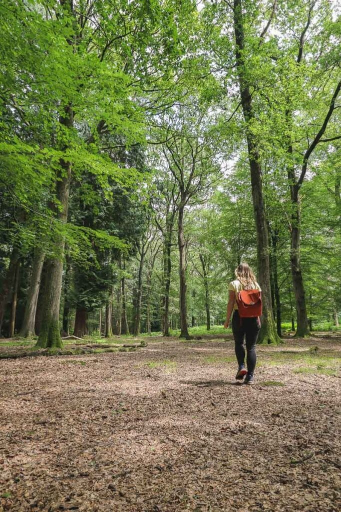 The New Forest, Hampshire