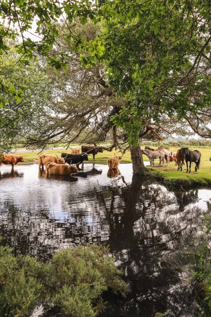 The New Forest, Hampshire