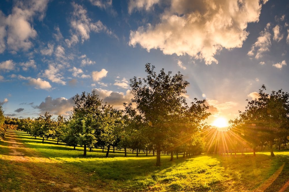 Rocquette Cider Farm