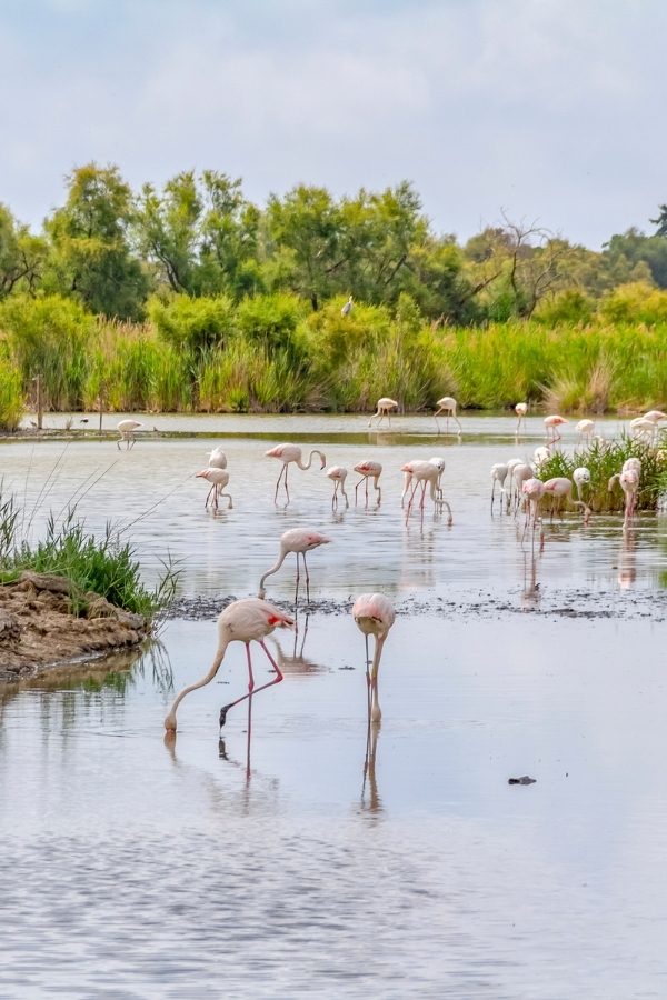 Camargue, France