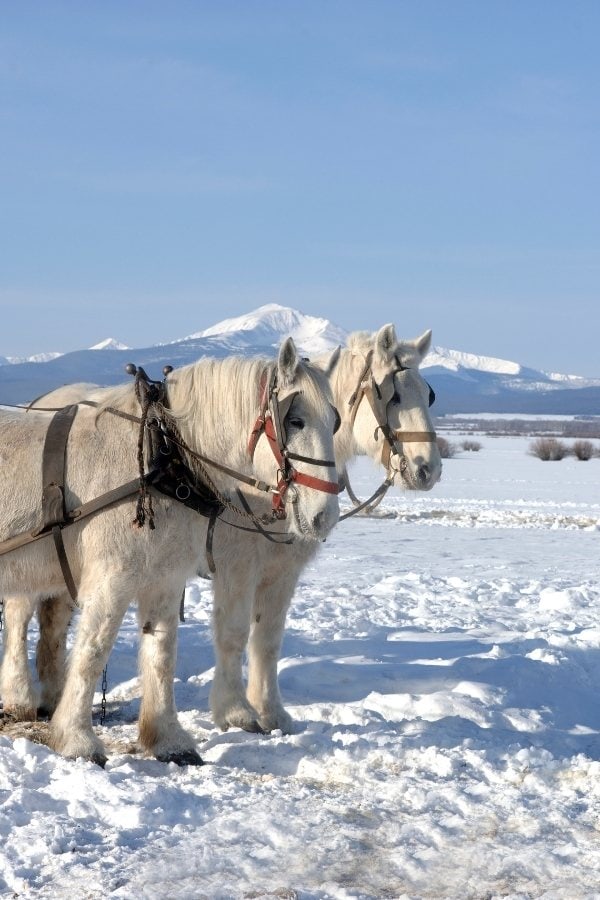 How about taking a sleigh pulled by horses in Breckenridge?