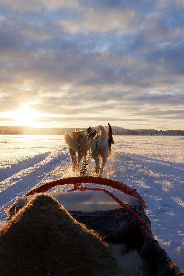 Husky sledding in Breckenridge